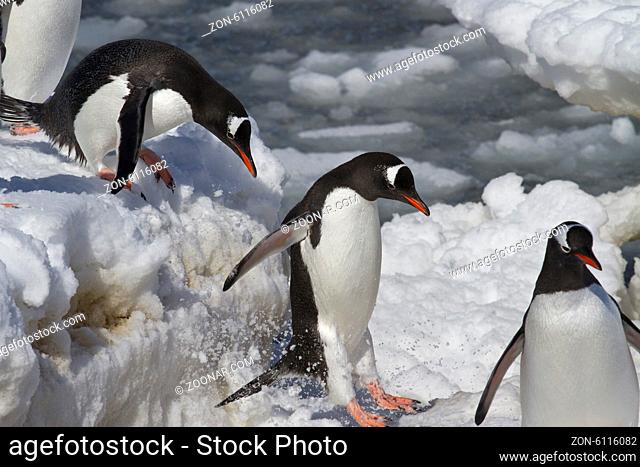 Gentoo penguins are jump from big ice floe to ice snow