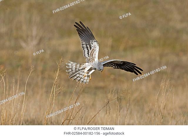 Montagu's Harrier Circus pygargus adult male, in flight, hunting, Spain