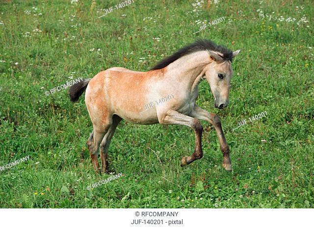 lusitano horse foal - galloping on meadow