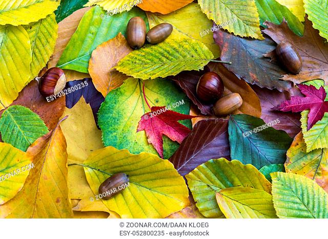 Different yellow, red and green autumn leaves, chestnut and acorns together on the ground