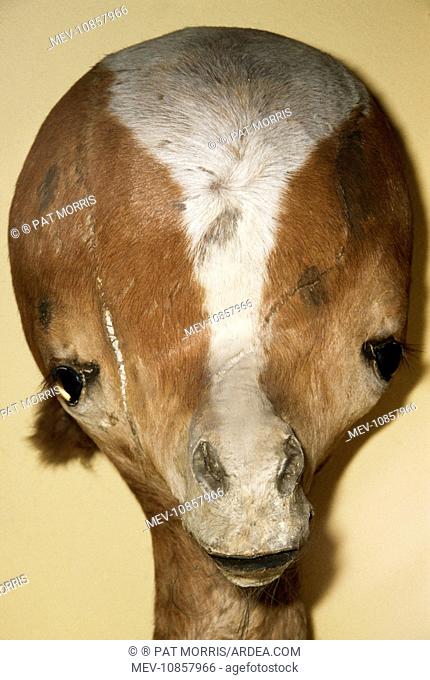 TAXIDERMY - Hydrocephalus calf