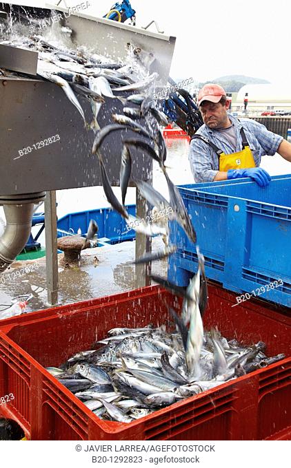 Mackerels, unloading fish from boat at port with a suction pump, Santoña, Cantabria, Spain
