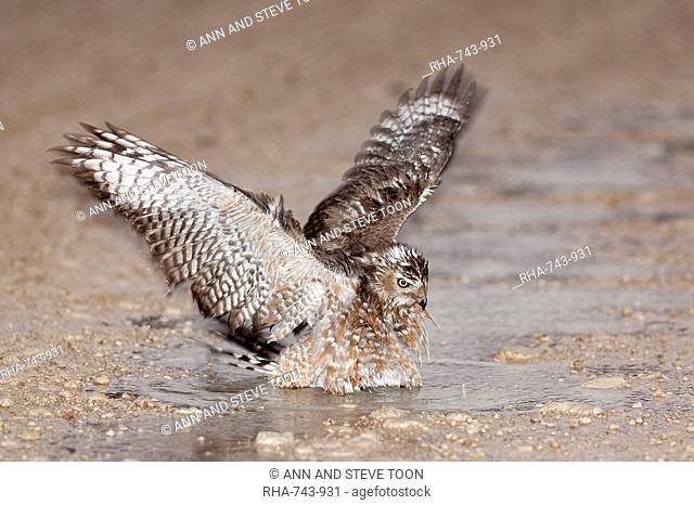 Immature Southern Pale Chanting Goshawk Melierax canorus bathing after rain, Kgalagadi Transfrontier Park, South Africa, Africa