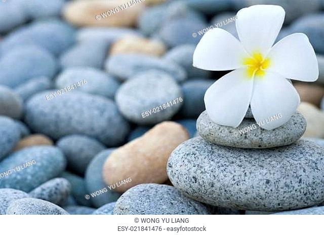 frangipani with with stack of rocks