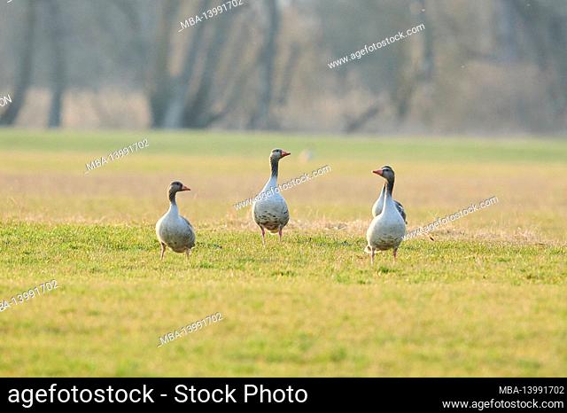 greylag goose (anser anser), meadow, standing, bavaria, germany