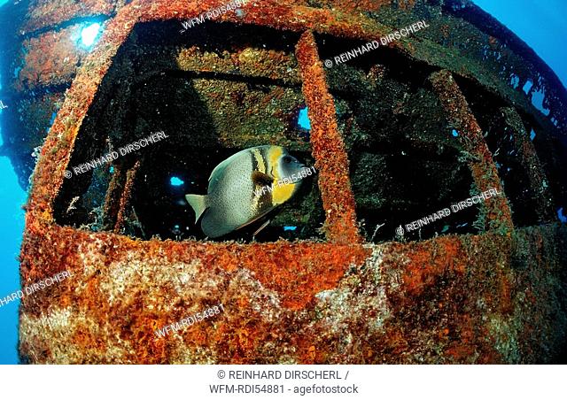 Cortez angelfish in ship wreck, Pomacanthus zonipectus, Sea of Cortez Baja California La Paz, Mexico