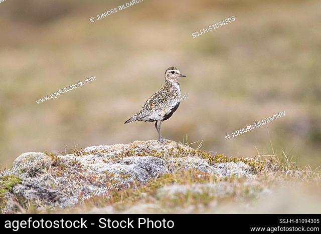 Golden Plover (Pluvialis apricaria), Adult female in breeding plumage, standing on a rock, Iceland