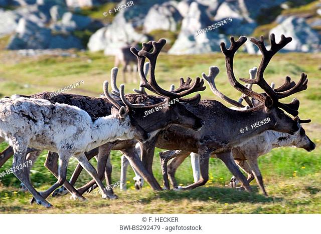 European reindeer, European caribou (Rangifer tarandus), herd running in meadow, Norway