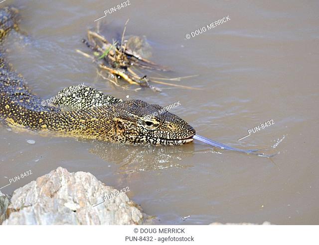 Monitor lizard Varanus niloticus swimming on the surface of the river with its long tongue extended