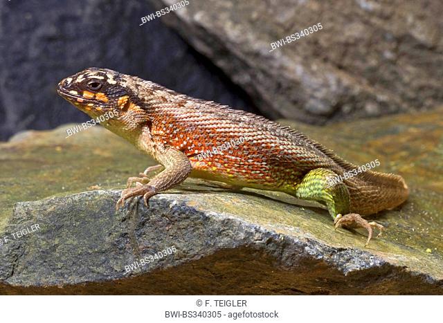Haitian curlytail lizard, Masked Curly-tailed Lizard (Leiocephalus personatus), male