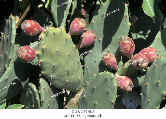 Opuntia cactus , Opuntia , Arizona , USA , America , cactus fruit