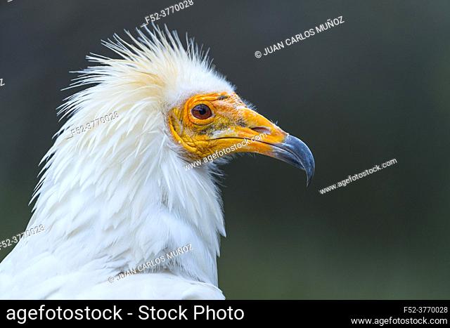 Detail of the head of an Egyptian Vulture (Neophron percnopterus). White scavenger vulture or pharaoh's chicken. In Spanish Alimoche común, abanto, â