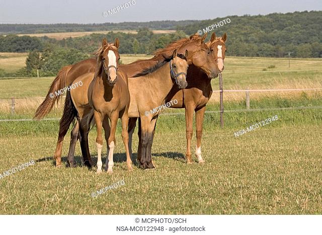 Oldenburg stallions