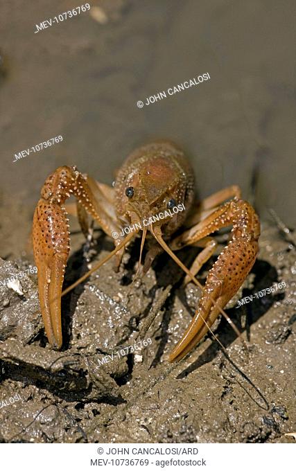 Red Swamp Crawfish (Crayfish) (Procambarus clarkii)