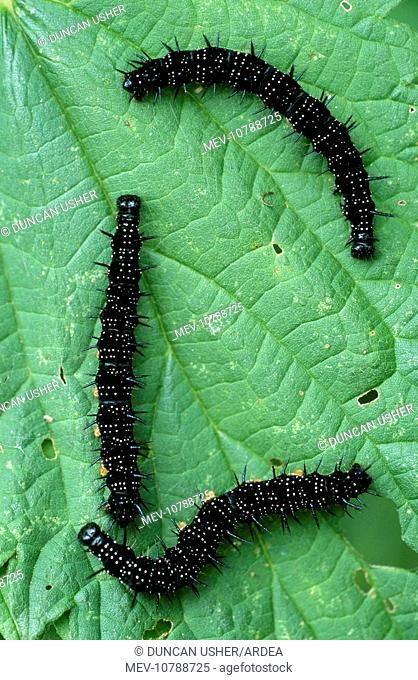 Peacock BUTTERFLY - Caterpillars on food plant, nettle (Inachis io)