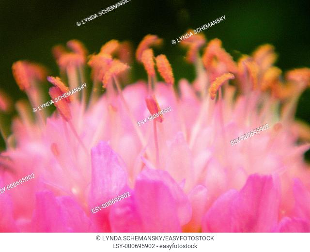 Knautia macedonia Scabiosa rumelica blossom