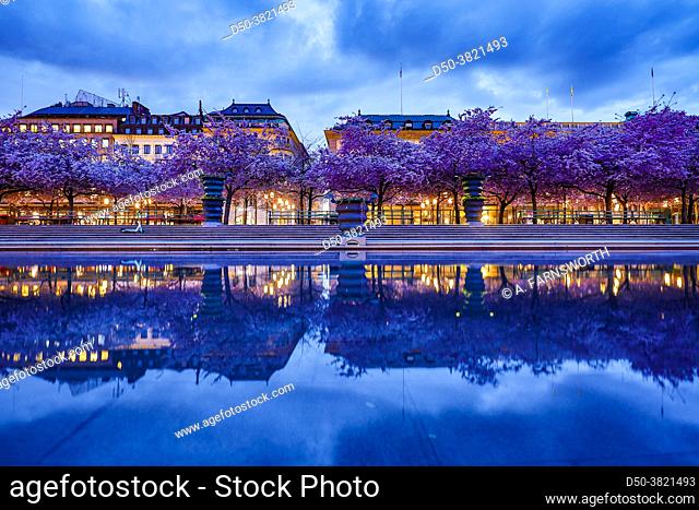 Stockholm, Sweden The annual cherry blossoms and cherry trees in Kungstradgarden