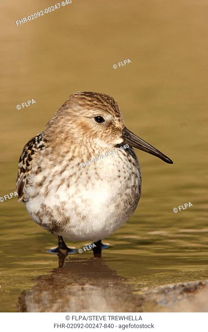Dunlin Calidris alpina adult, standing in shallow pool, Sennon Cove, Cornwall, England, august
