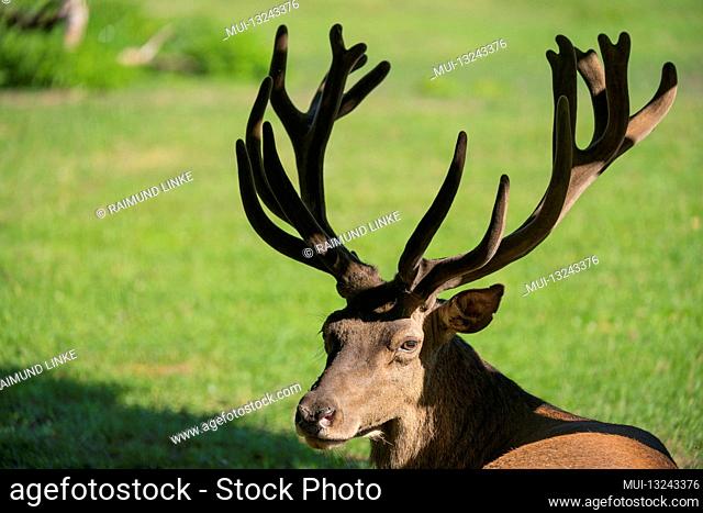 Red Deer, Cervus elaphus, in summer