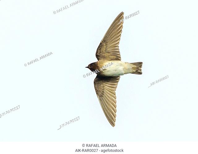 First-winter vagrant Cliff swallow (Petrochelidon pyrrhonota) flying over the isle of Corvo in Azores (Portugal), 6 October 2013