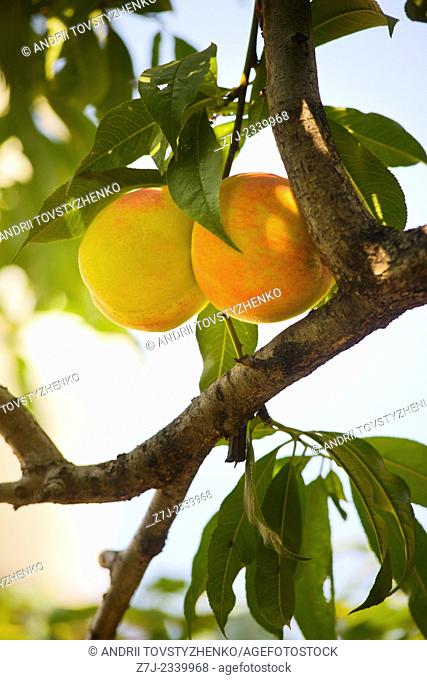two ripe peaches on a branch