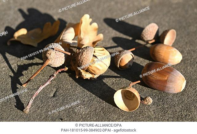 15 October 2018, Lower Saxony, Hanover: 15 October 2018, Germany, Hanover: Acorns lie in the park of the Berggarten. Autumn is coming - and in Lower Saxony...