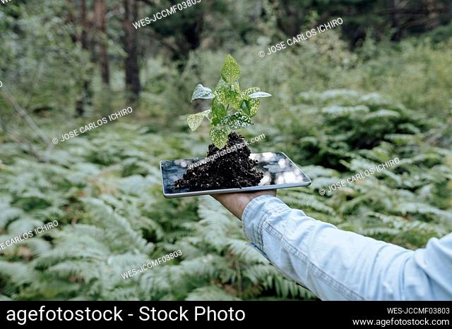 Man holding plant on top of digital tablet in forest