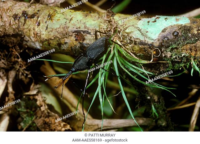 Snout Beetle or Weevil (Curculionidae) on Bromeliad, Costa Rica