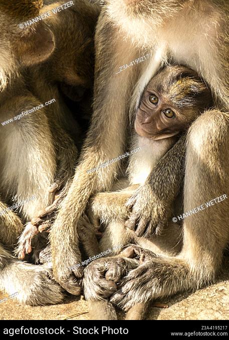 Baby monkey protected by its family in Thailand, Asia