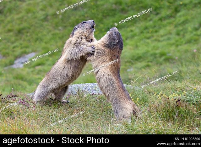 Alpine Marmot (Marmota marmota). Two individuals fighting. Carinthia, Austria