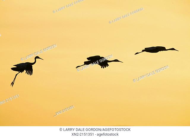 Sandhill Cranes (Grus canadensis) take flight at dawn in the Bosque del Apache National Wildlife Refuge, Socorro County, New Mexico, United States