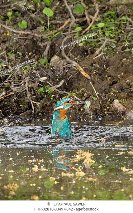 Common Kingfisher Alcedo atthis adult male, emerging from water, with Three-spined Stickleback Gasterosteus aculeatus prey in beak, Suffolk, England, may