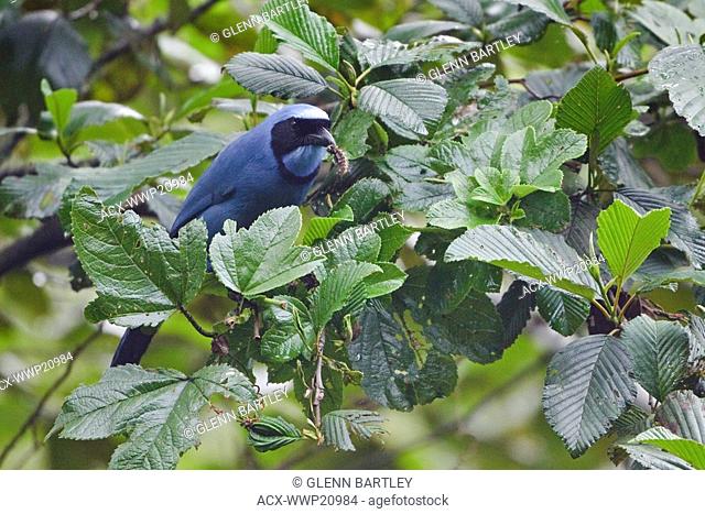 Turquoise Jay Cyanolyca turcosa perched on a branch near the papallacta Pass in the highlands of central Ecuador