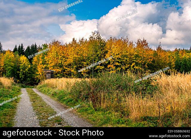 beautiful autumn hike in the colorful forest near wilhelmsdorf near ravensburg in upper swabia germany