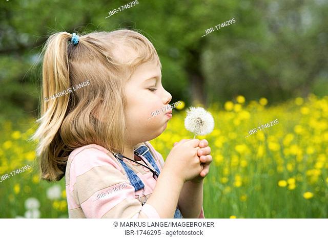 Girl sitting on a meadow holding a dandelion clock