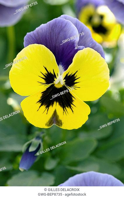VIOLA WITTROCKIANA NATURE BLUE AND YELLOW