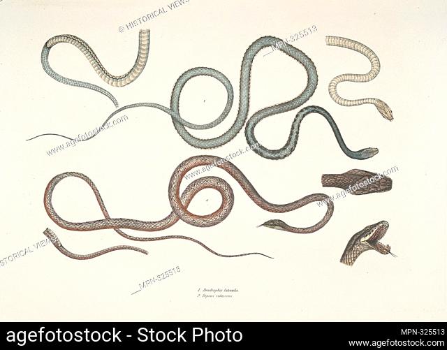 1. Side Streaked Tree Snake, Dendrophis lateralis; 2. Reddish Dip[s]as, Dipsus [Dipsas] rubescens. Gray, John Edward, 1800-1875 (Creator)