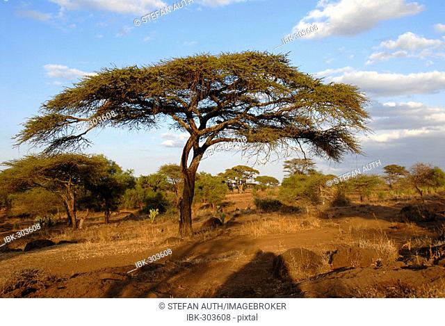 Acacia in the savanna Amboseli National Park Kenya