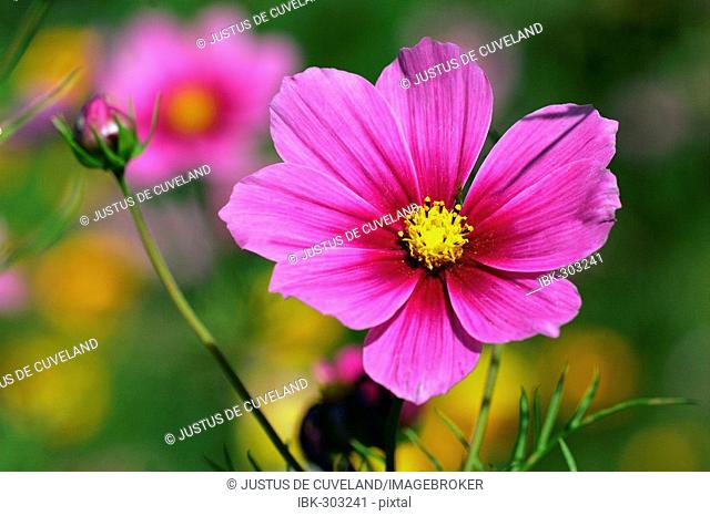 Flowering Mexican Aster - Garden Cosmos (Cosmos bipinnatus)