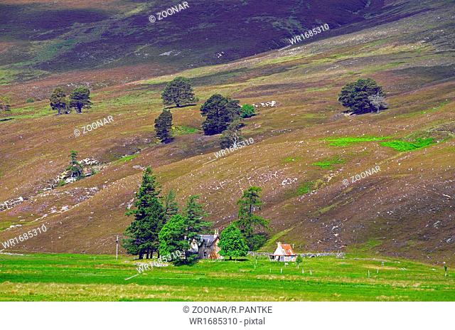 heather landscape in the highlands