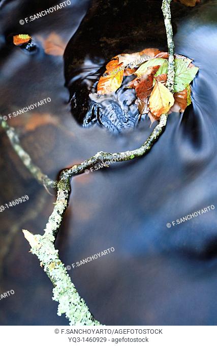 Tree branch and leaves on Saja river in fall, Cantabria, Spain