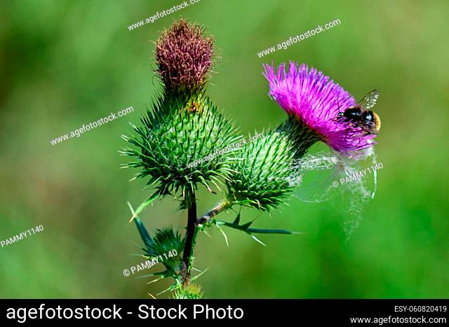 A busy little bee is looking for some nectar from a thistle blossom