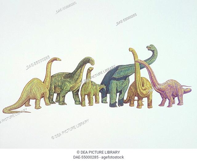 Palaeozoology - Jurassic Period - Dinosaurs - Cetiosaurus, Camarasaurus, Opisthocoelicaudia, Brachiosaurus, Mamenchisaurus, Diplodocus. Art work