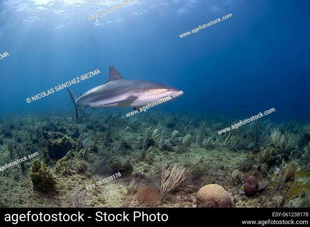 Carcharhinus perezi (Caribbean reef shark) swimming close to the coral reef