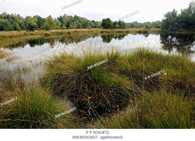 purple moor-grass Molinia caerulea, bog pond in Gilderhauser Venn, Germany, Lower Saxony, NSG Gildehauser Venn