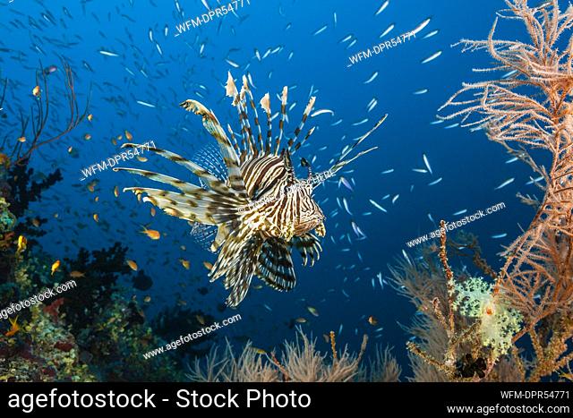 Lionfish over Coral Reef, Pterois miles, Felidhu Atoll, Maldives