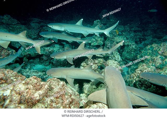 Hunting Whitetip reef shark, Triaenodon obesus, Pacific Ocean Cocos Island Latin america, Costa Rica