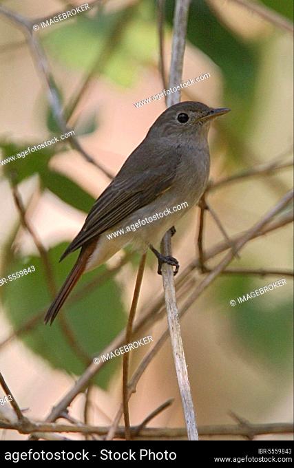 Rusty-tailed Flycatcher (Muscicapa ruficauda) adult, wintering, perched on twig, Periyar, Kerala, India, Asia