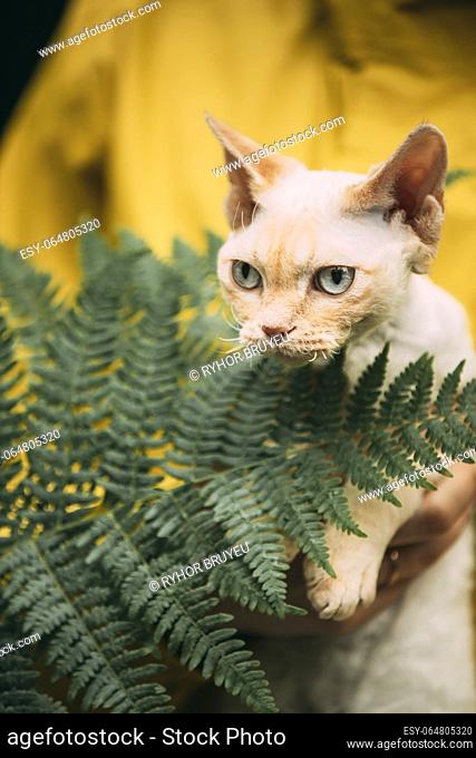 Portrait Of Devon Rex Cat With Fern Leaves. Obedient Devon Rex Cat With Cream Fur Color Sitting On Hands. Curious Playful Funny Cute Beautiful Devon Rex Cat