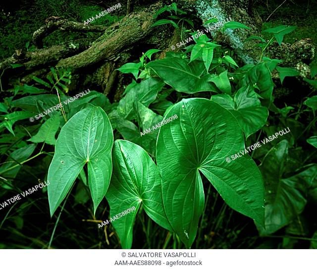 Three Broad-leaved Arrowhead leaves against a backdrop of roots and plants in the Somerset section of the Great Swamp National Wildlife Refuge, New Jersey